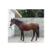 HORSE WASH